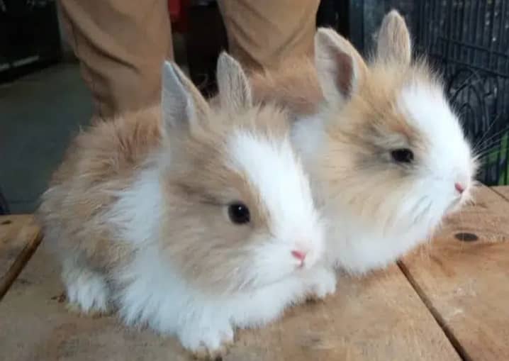 fancy rabbits avilable all breeds 3