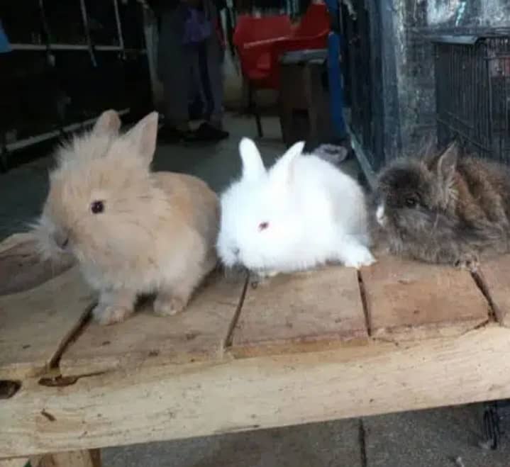 fancy rabbits avilable all breeds 5