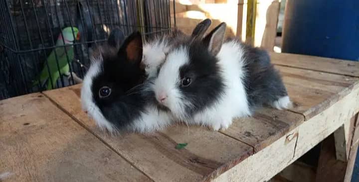 fancy rabbits avilable all breeds 6