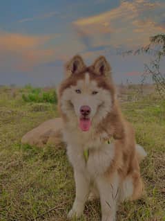 Husky dog | Siberian Husky | Husky Male | Dog For Sale | 03485967536