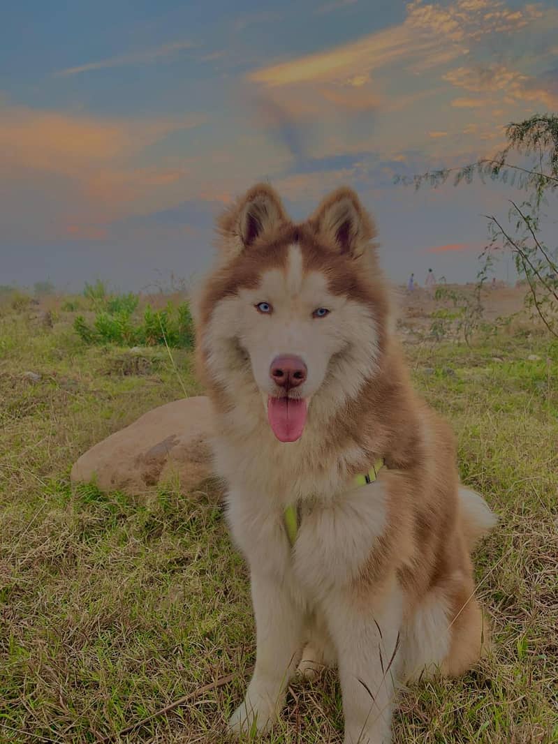 Husky dog | Siberian Husky | Husky Male | Dog For Sale | 03485967536 0