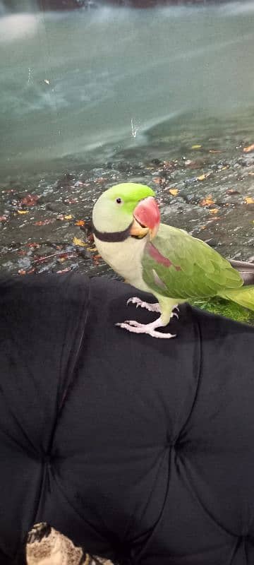 hand tamed active  parrot  ring neck 2