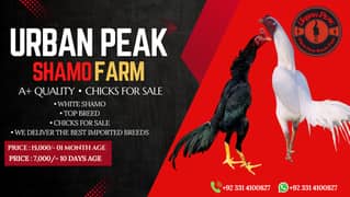 White Shamo Chicks | Chicks | Shamo Black | Hope land | Aseel | Fancy