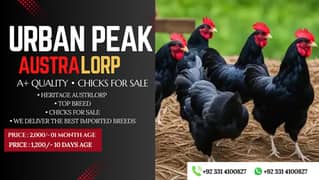 Australorp Heritage chicks | Australorp chicks  | hen | fancy birds |