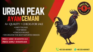 Ayam cemani Chicks | Black murgi | kali | Aseel | fancy | top quality