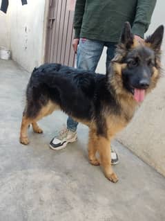 German shepherd Long Coat / GSD /  German shepherd Male Dog For Sale