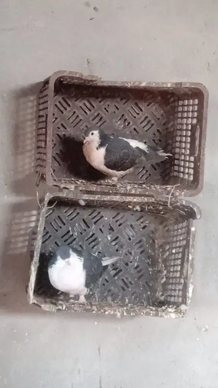 imported sherazi breader pair — photo 4