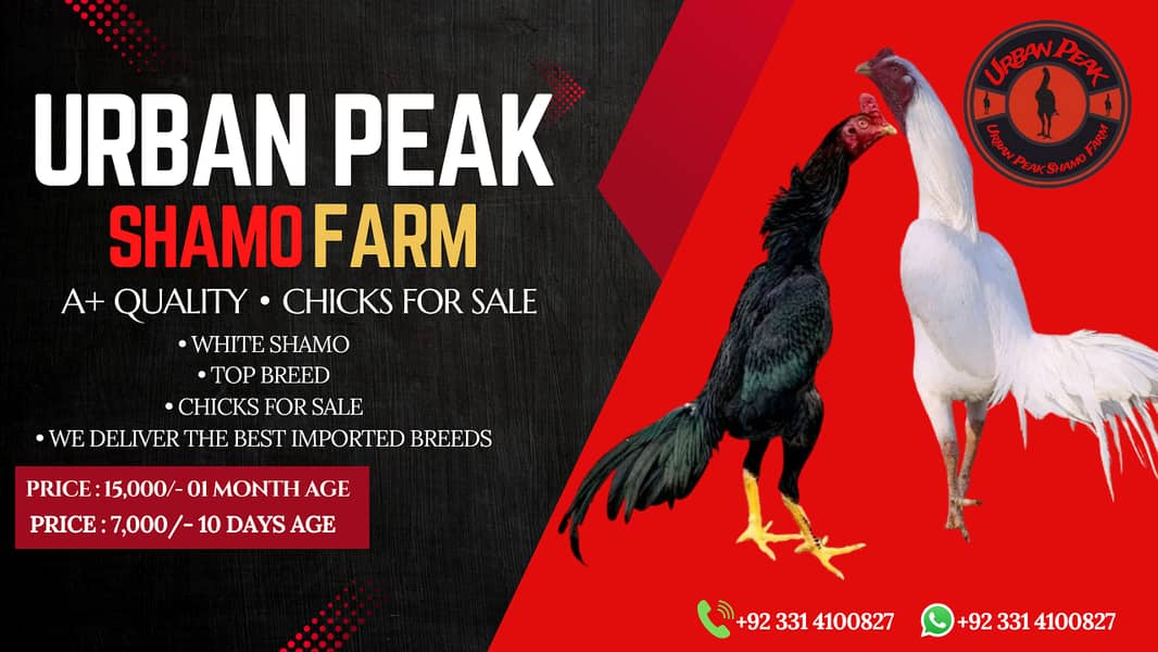 Shamo Chicks | hen | Shamo Black | birdzoo | Aseel | Fancy Bird 11