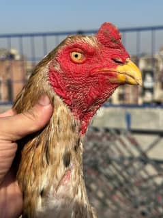 king size oh shamo /high quality / japanese shamo pair/pure aseel hen