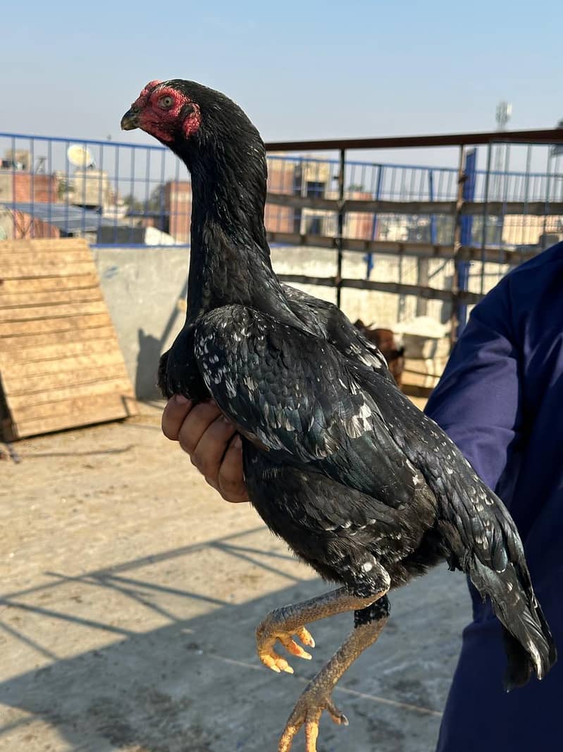 king size oh shamo /high quality / japanese shamo pair/pure aseel hen 5