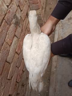 Hieghted Sindhi Aseel white doted hen Ready for cross