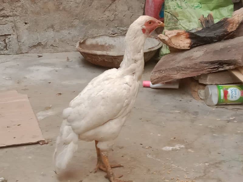 Hieghted Sindhi Aseel white doted hen Ready for cross 1