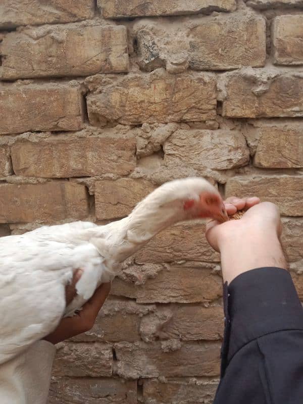 Hieghted Sindhi Aseel white doted hen Ready for cross 2