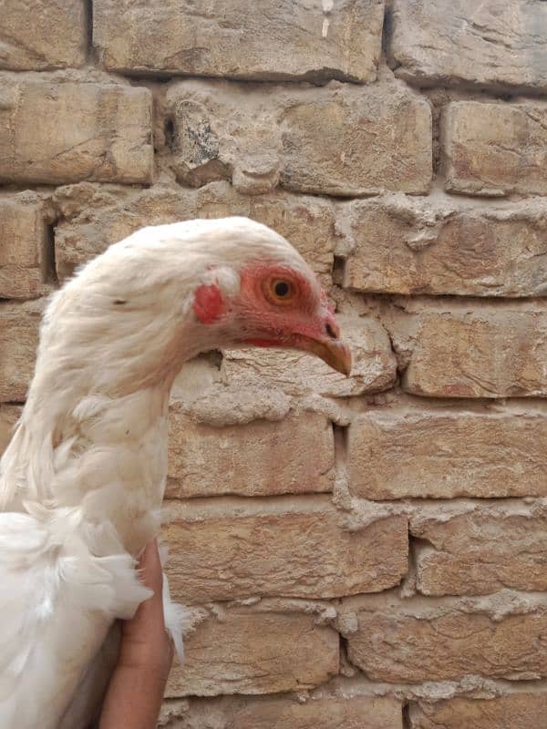 Hieghted Sindhi Aseel white doted hen Ready for cross 3