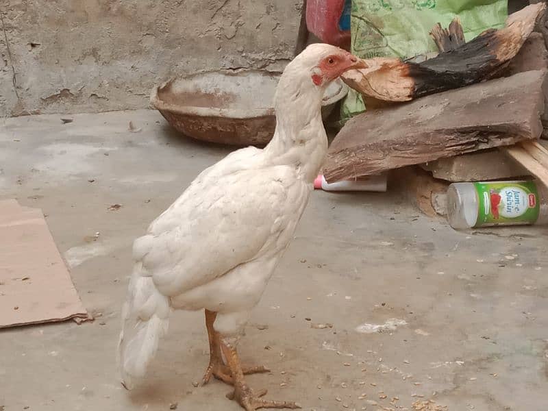 Hieghted Sindhi Aseel white doted hen Ready for cross 4