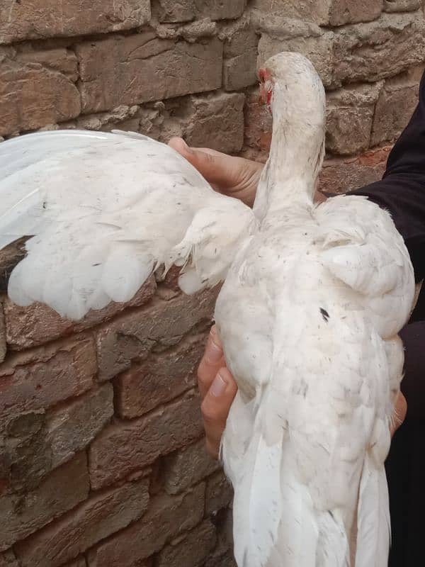 Hieghted Sindhi Aseel white doted hen Ready for cross 6