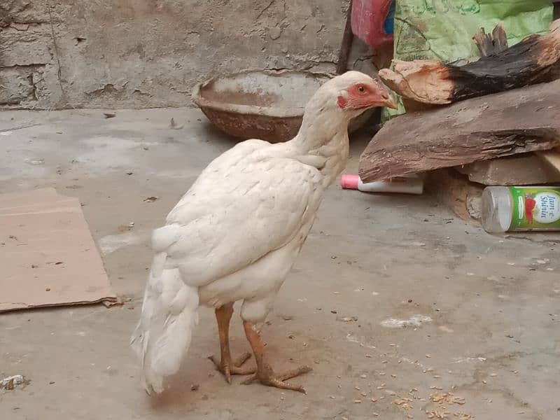 Hieghted Sindhi Aseel white doted hen Ready for cross 8