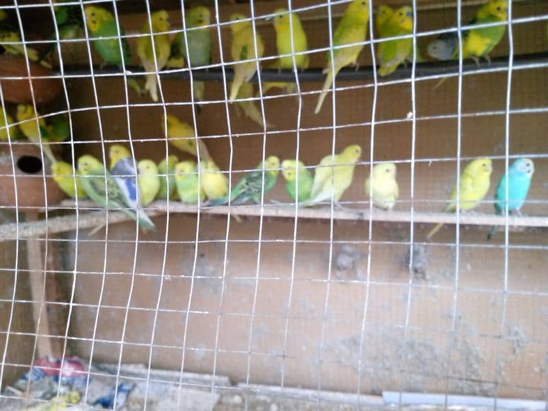 Australian parrot for sale 0