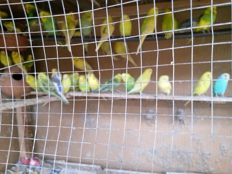 Australian parrot for sale 1