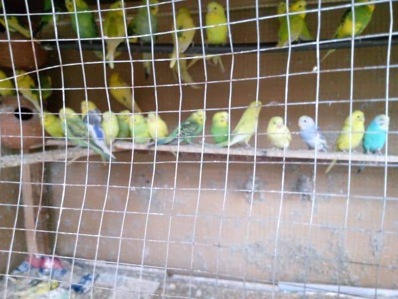 Australian parrot for sale 2