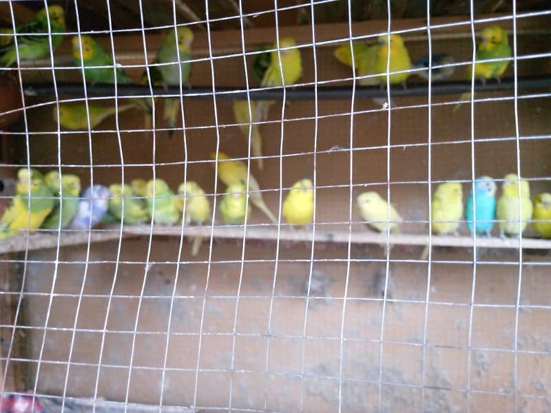 Australian parrot for sale 3