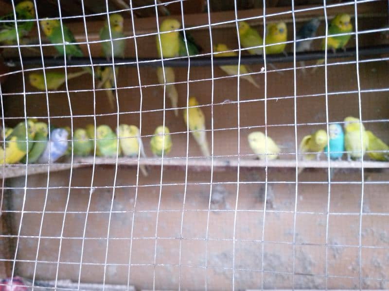 Australian parrot for sale 4