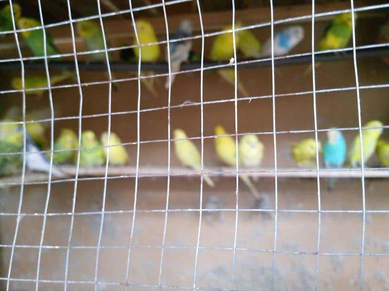 Australian parrot for sale 5