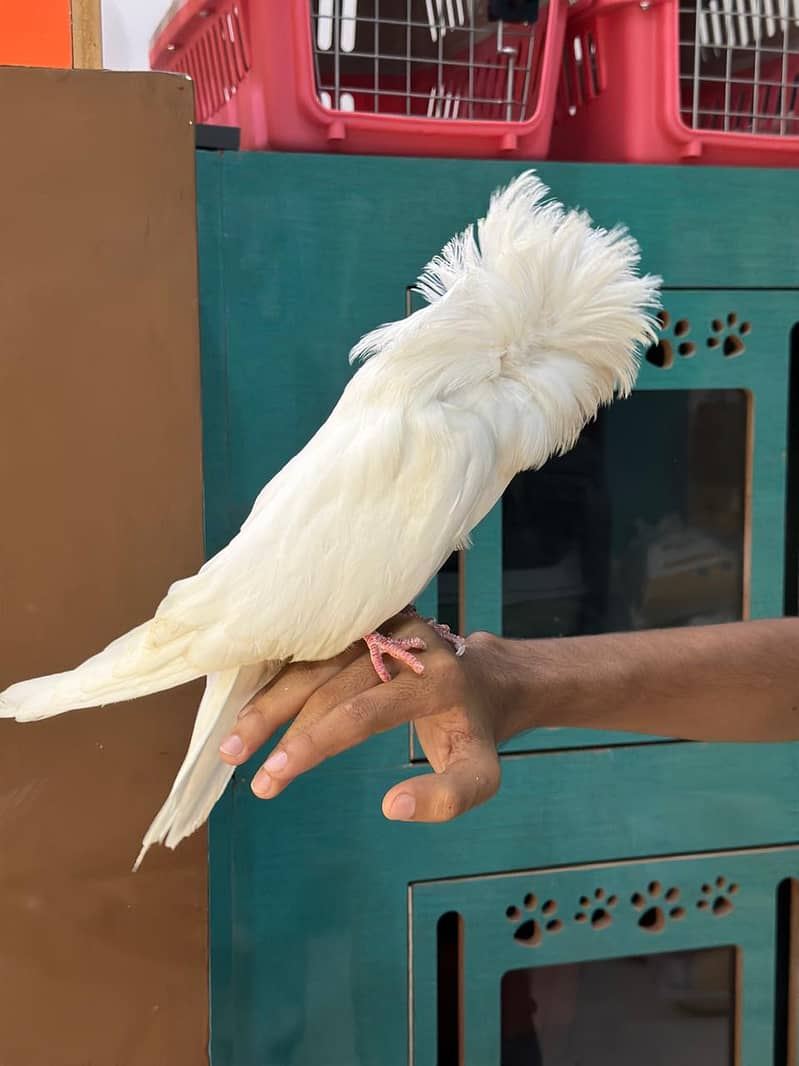 Jacobin pigeons  II For sale IIfancy pigeon II  kabutar For sale II 0