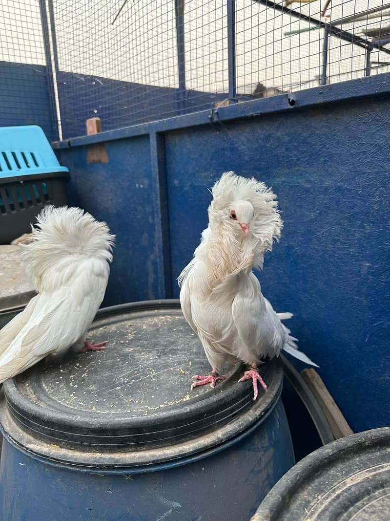 Jacobin pigeons  II For sale IIfancy pigeon II  kabutar For sale II 1