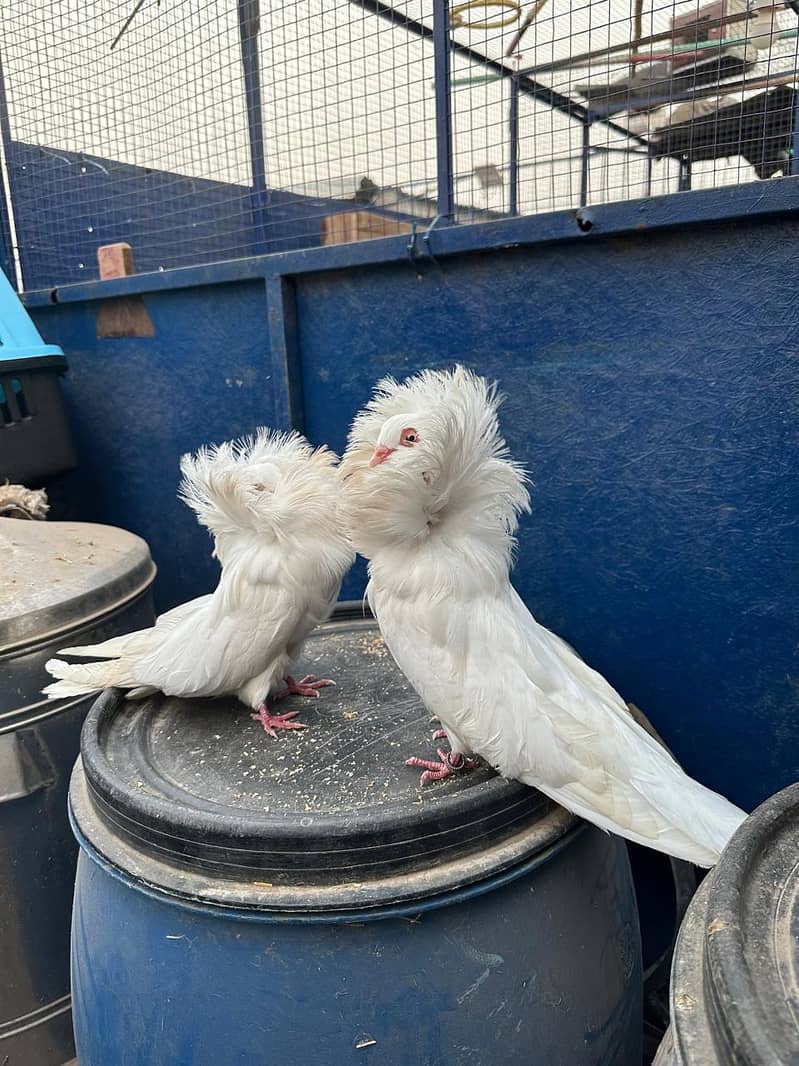 Jacobin pigeons  II For sale IIfancy pigeon II  kabutar For sale II 2