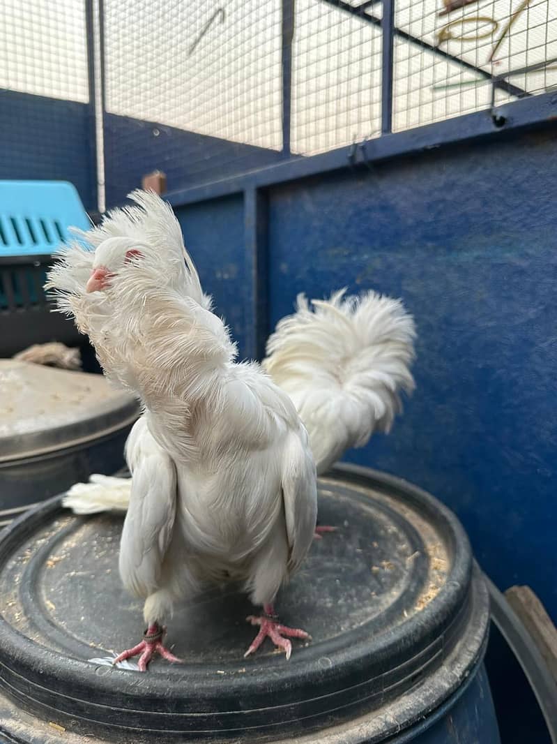 Jacobin pigeons  II For sale IIfancy pigeon II  kabutar For sale II 3