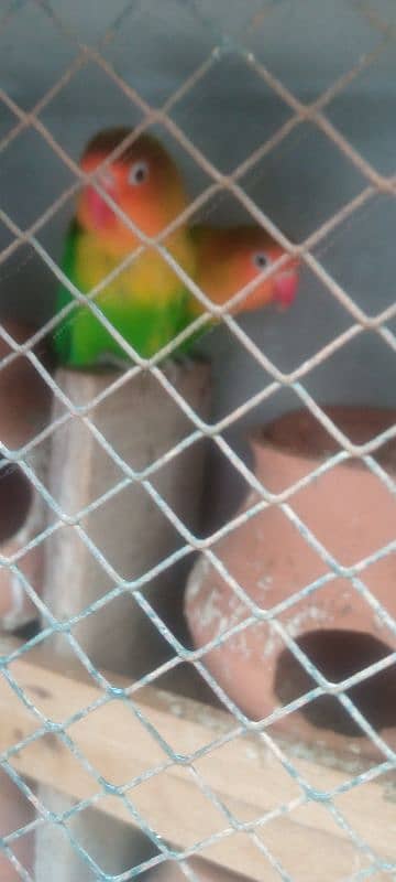 lovebird for sale full discount offer 1