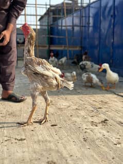 king size oh shamo /high quality / japanese shamo pair/pure aseel hen