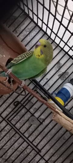 Budgies