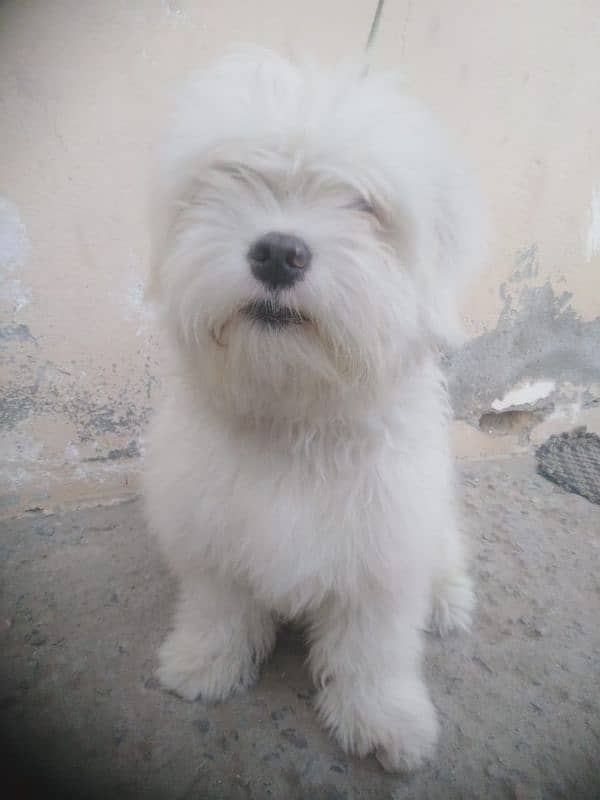 While poodle male and black shitzu female pair, 6 months age 0