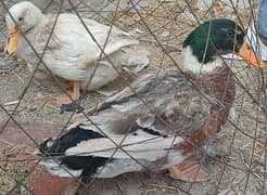 duck breeder pair