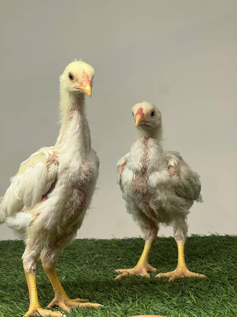 Shamo Chicks | hen | Shamo Black | Hopeland | Aseel | Fancy Birds 1