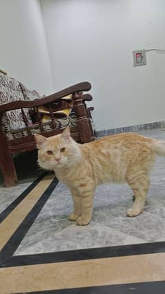 Cat Turkish Angora for sale