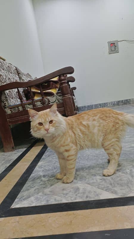 Cat Turkish Angora for sale 0