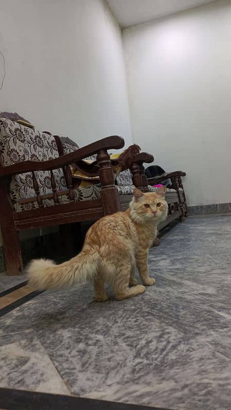 Cat Turkish Angora for sale 1