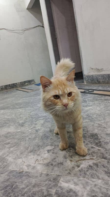 Cat Turkish Angora for sale 2