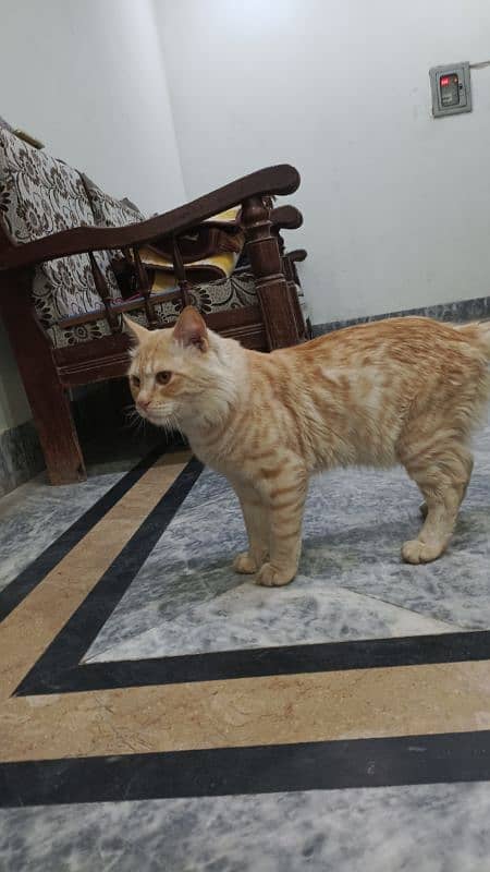 Cat Turkish Angora for sale 3