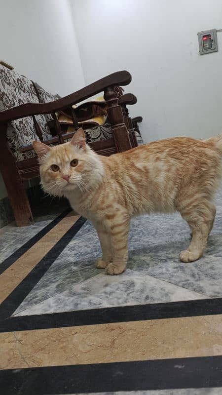 Cat Turkish Angora for sale 4