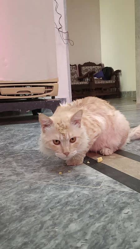 Cat Turkish Angora for sale 5