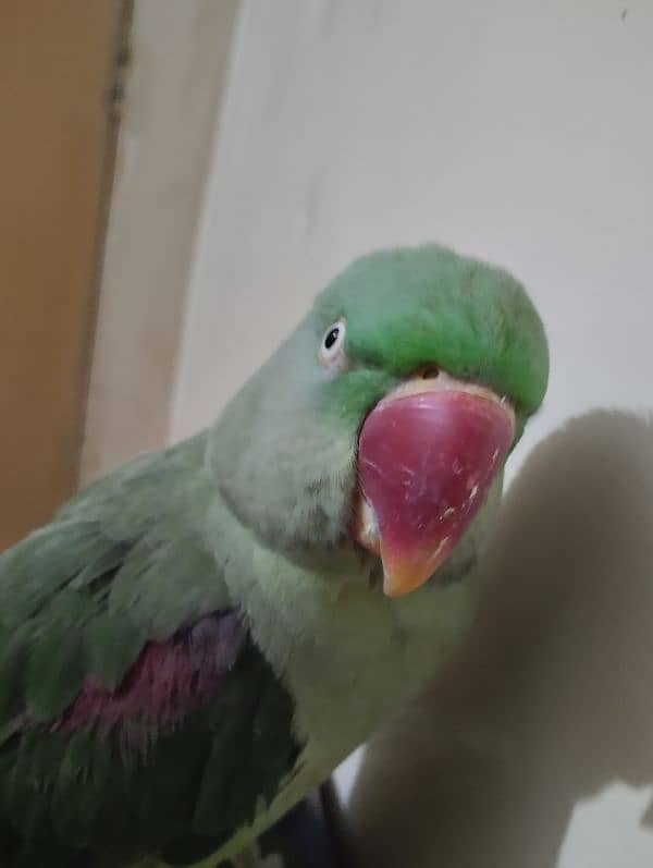 raw parrot 0