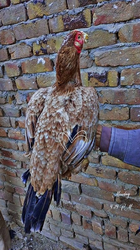 Pure Sindhi Male with top class female pair 5