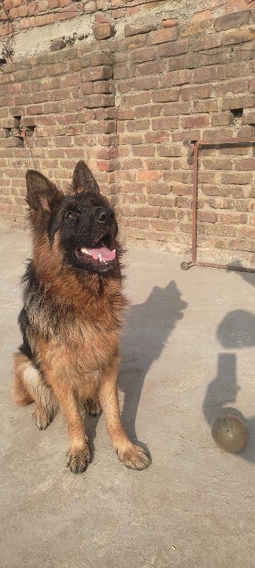 German shepherd urgent sale krna hey 0