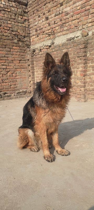 German shepherd urgent sale krna hey 1