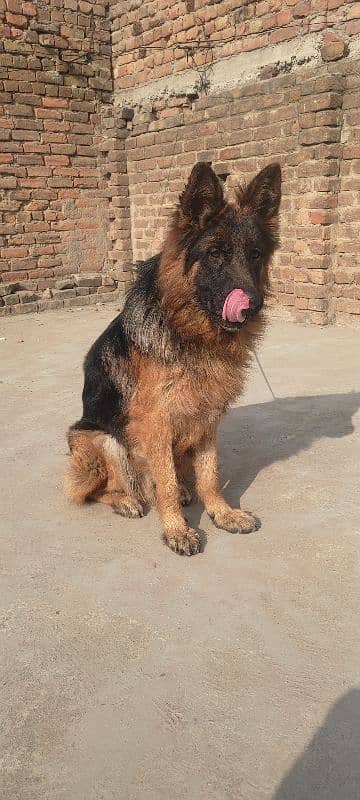 German shepherd urgent sale krna hey 2