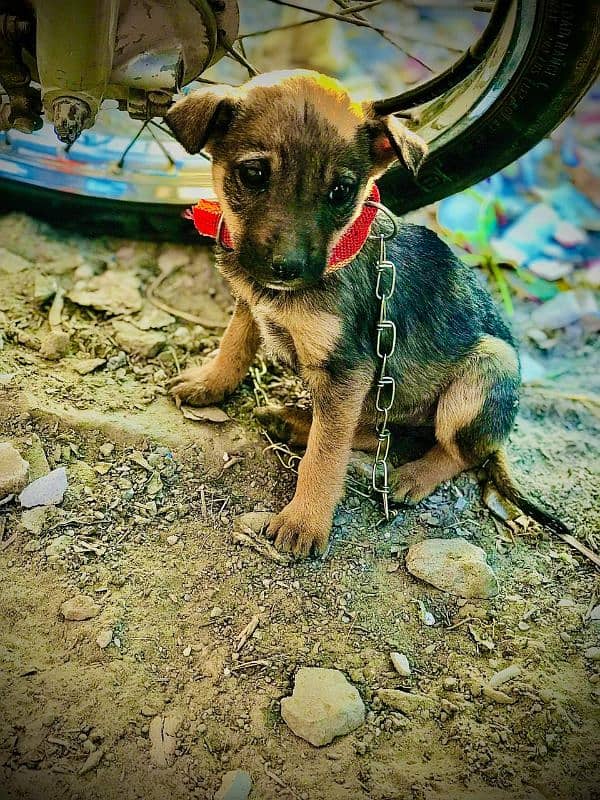 baby german shepherd female 3